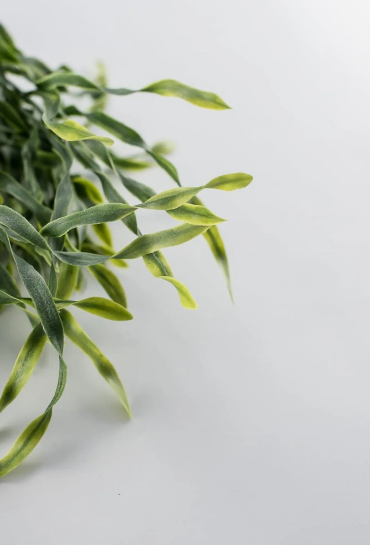 Airy wavy grass Greenery bush