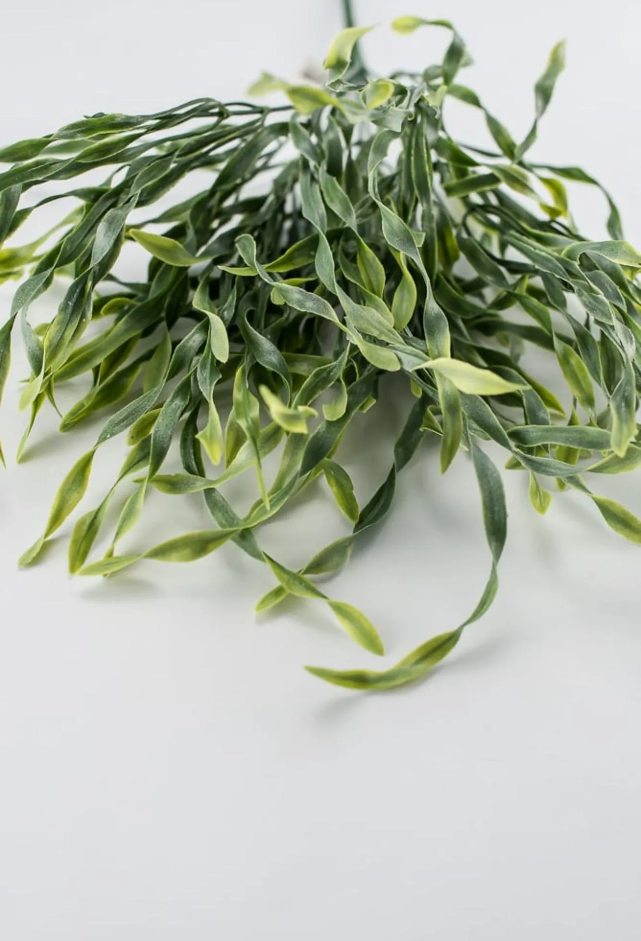 Airy wavy grass Greenery bush