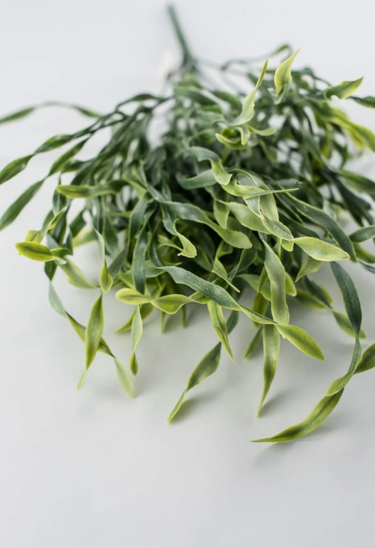 Airy wavy grass Greenery bush