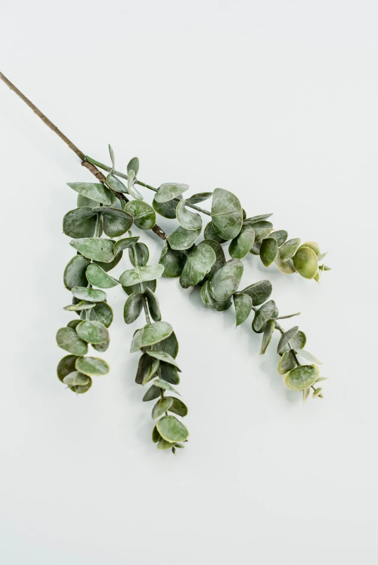 Autumn Eucalyptus pick - warm golden tipped