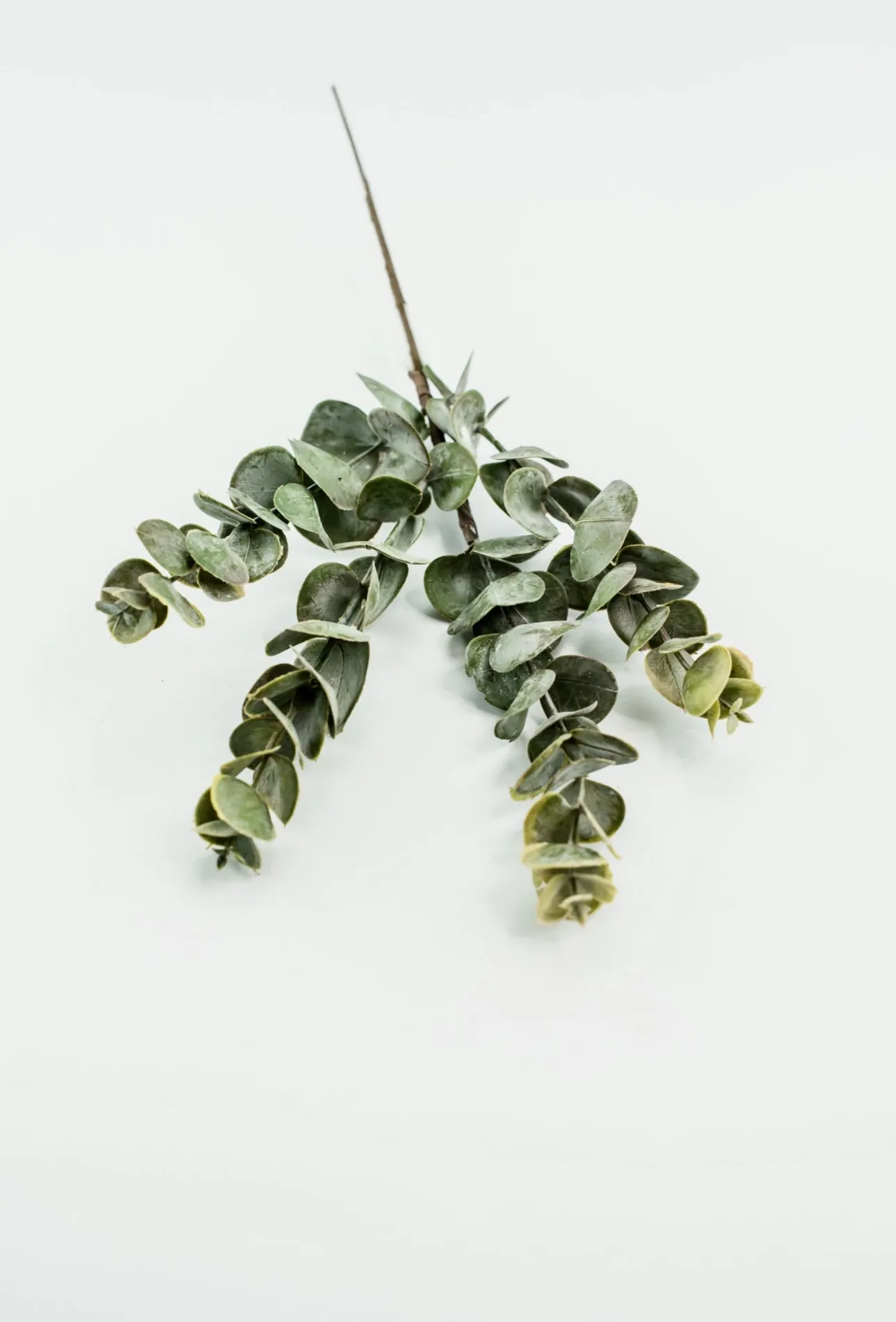 Autumn Eucalyptus pick - warm golden tipped